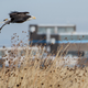 Eagle equipped with a tracker (Photo: Dennis Schroeder/National Renewable Energy Lab)
